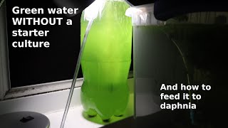 Green Water WITHOUT a Starter Culture  From Scratch  How To [upl. by Notloc]