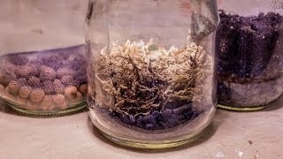 All About Terrarium False Bottoms Purpose amp Methods [upl. by Nodnol]