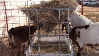 Easy DIY Hay Feeder For Goats or Calves [upl. by Agem]