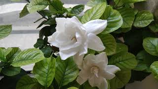 5 things that I do to get more flowers on Gardenia plant [upl. by Valda]