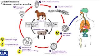 Echinococcus granulosus life cycle [upl. by Wyler587]