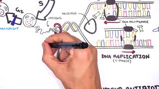 Pharmacology  Chemotherapy agents MOA Alkalating antimetabolites topoisomerase antimitotic [upl. by Nastassia]