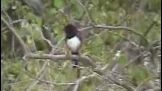 RufousSided Towhee calling [upl. by Rodolphe]