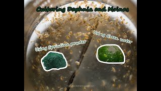 How To Culture Daphnia and Moinas using Green Water Spirulina powder [upl. by Ayerdna773]