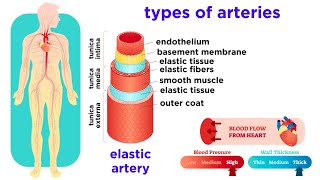 The Circulatory System Part 2 Blood Vessels [upl. by Leighland985]