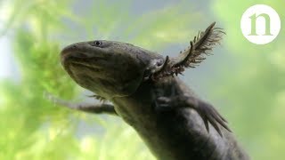 Axolotls A conservation paradox [upl. by Cita]