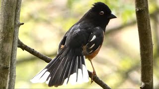 Eastern towhee call  Alarm  distress  warning sounds  Bird [upl. by Nate]