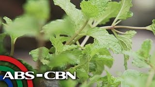 Salamat Dok Heath benefits of Yerba Buena  Cure Mula sa Nature [upl. by Ecilegna]