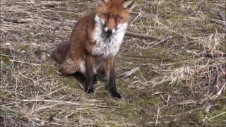 A Jack Russell Terrier meets a Fox [upl. by Antonino]