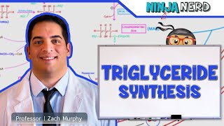 Metabolism  Triglyceride Synthesis [upl. by Eddi]