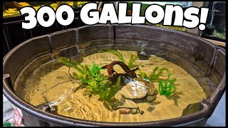 EASY Fish Pond Setup for Native Fish [upl. by Betthezel]