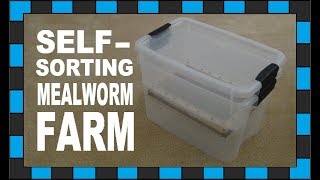 How to build a mealworm farm [upl. by Irehs]