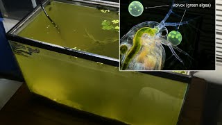 Raising Daphnia for the Freshwater Aquarium [upl. by Aretahs802]