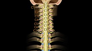 Spinal cord Segmentation [upl. by Sondra]