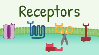 Receptors Types amp Functions [upl. by Berne8]