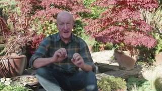 Planting and caring tips for Acer Japanese Maple [upl. by Voccola]