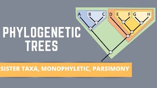 READING PHYLOGENETIC TREES ALL ABOUT SISTER TAXA MONOPHYLETIC GROUPS PARSIMONY [upl. by Annawik]