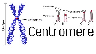 Centromere and kinetochore  chromosome structure and function [upl. by Sylas]