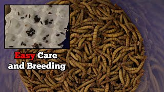 Meal Worm Care and Breeding [upl. by Nenad]