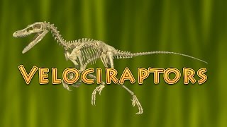 10 Facts About Velociraptor Dinosaurs for Kids  raptor [upl. by Bethel]