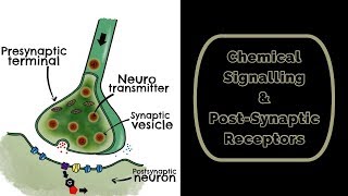 Chemical Signalling amp Post Synaptic Receptors [upl. by Anilac3]