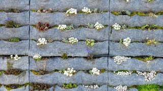 Cómo hacer un jardín vertical  Bricomanía  Jardinatis [upl. by Ikir]