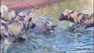 Wild Dogs Disturb a Warthogs Bath [upl. by Brande]