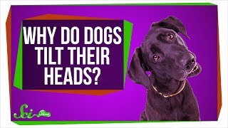 Why Do Dogs Tilt Their Heads [upl. by Ime855]