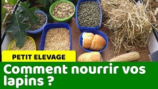 Comment nourrir vos lapins et varier leur alimentation [upl. by Lamprey]