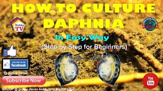 HOW TO CULTURE DAPHNIA In Easy Way [upl. by Cheslie]