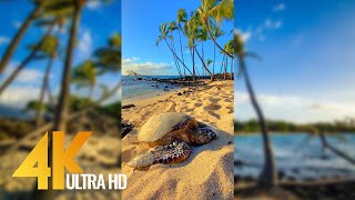 Vertical 4K Nature Film with Music  The Beauty of Big Islands Nature Hawaii [upl. by Charmion13]