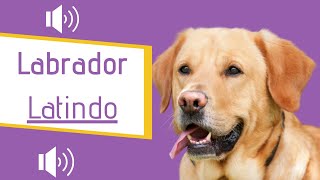 Labrador Latindo BRAVO  Latindo alto [upl. by Anatlus887]