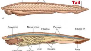 Chordate Evolution 12 [upl. by Winne]