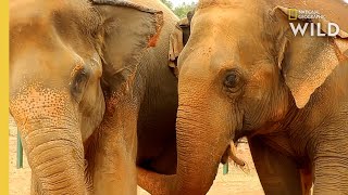 Helping a baby elephant at Tarhi Tsavo East National Park  Sheldrick Trust [upl. by Stuart]