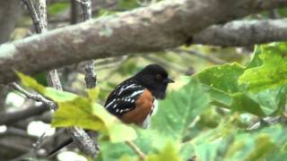 Spotted Towhee Call [upl. by Cherie]