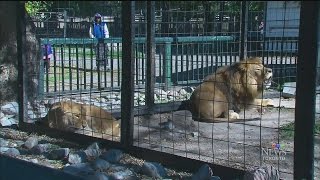 Bowmanville Zoo closes after controversy with owner [upl. by Stelu]