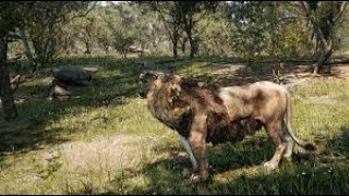 Animalia Survival  Pride Hunts Hippo [upl. by Puff461]