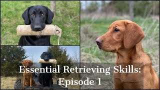 Labrador Retriever  Essential Training Skills Episode 1 [upl. by Prosser712]